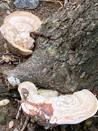 先日 家の裏山を散策していると さるのこしかけ が６ ７個自生しているの Yahoo 知恵袋