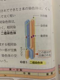 生物について質問です 2n 10の生物の配偶子における Yahoo 知恵袋