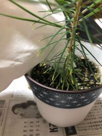 ビレバンで買ったクロマツを種から育てています 最近写真のように 葉 Yahoo 知恵袋