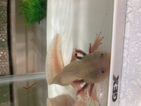 ウーパールーパーについてです うちのウーパールーパーなのですが エラの正 Yahoo 知恵袋