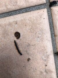 先日庭の花壇に3匹いました 今日の朝はリビングに1匹侵入していまし Yahoo 知恵袋