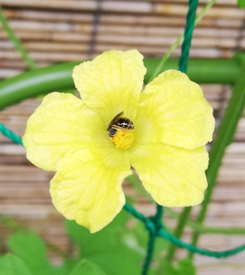 ゴーヤの雄花に ちっさい虫が来ました この子の名前が知りたいです 写真を Yahoo 知恵袋