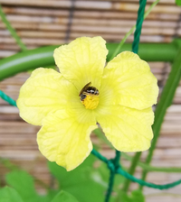 ゴーヤの雄花に ちっさい虫が来ました この子の名前が知りたいです 写真を Yahoo 知恵袋