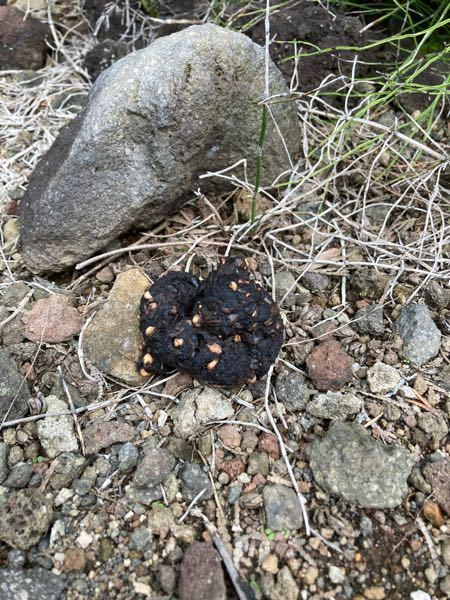 閲覧注意】庭で動物のふんを見つけました。なんの動物なのかがわ 