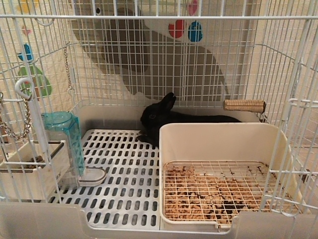 飼ってるうさぎちゃんがメスの10ヶ月位のネザーランドドワーフなので Yahoo 知恵袋