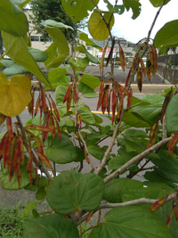 ことわざ 能ある鷹は爪を隠さずで合ってるのでしょうか 能ある鷹は爪 Yahoo 知恵袋