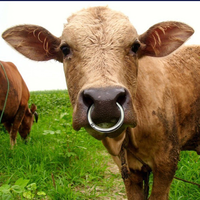 牛の鼻輪は動物愛護団体からクレームが出ないのでしょうか？ - 特に