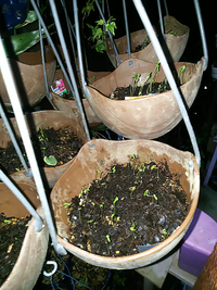 コスモスの芽です 地植えだとこのまま育ち咲きますが 鉢植えの方 Yahoo 知恵袋