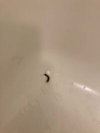 カボチャを半分に切ったら中から幼虫のようなものがにょきにょきとたくさ Yahoo 知恵袋