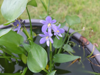 奈良の喜光寺というお寺で見た花なのですが最初はホテイアオイかと思ったので Yahoo 知恵袋