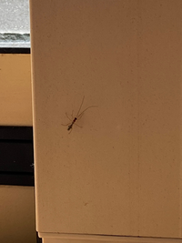 この虫の名前 わかる方いますか ゴキブリの幼虫かと思ったのですが 飛びま Yahoo 知恵袋