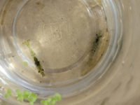 エビの種類を教えてください 九州地方の田んぼで採りま Yahoo 知恵袋