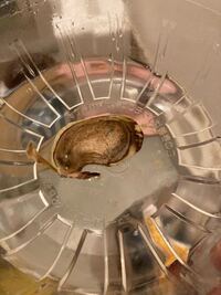 マンゴーを買って頂いたので種を水耕栽培 しているのですが 先が枯れて Yahoo 知恵袋