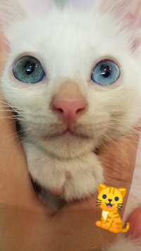 生後２ヶ月半の子猫の右目の黒目の周りがだんだん茶色くなってきて広がってき Yahoo 知恵袋