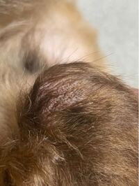 飼っている犬の足の関節部分が 写真のように毛が薄くなっていて 黒い点々が Yahoo 知恵袋