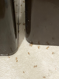 これって何かの虫の卵ですか？
家のトイレの床に大量に転がっていてこまっています。 