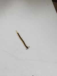 ムカデの赤ちゃんを室内で2匹発見しました 画像で確認済み て こと Yahoo 知恵袋