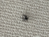 自室にこんな1-2cmの蜘蛛がいました。
放し飼いでも問題ないでしょうか。 