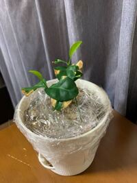 夏みかんを種から育ててます なんか微妙に枯れます 北国です Yahoo 知恵袋