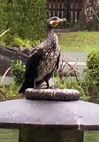 この鳥は何の鳥か分かりませんか 詳しい事はわからないです Yahoo 知恵袋