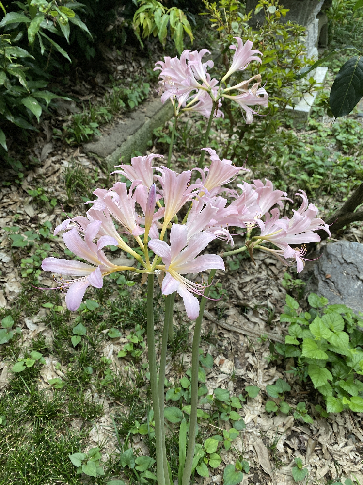 コーヒーカスは虫除けや肥料として効果はあるそうですが コーヒーの液体を撒いとく Yahoo 知恵袋