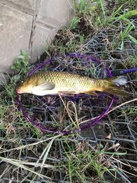 近所の川で釣れた魚です これは外来種の鯉ですか Yahoo 知恵袋