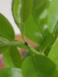 アゲハチョウ 庭のスダチの木に毎年アゲハチョウがやって来て卵を産んで Yahoo 知恵袋