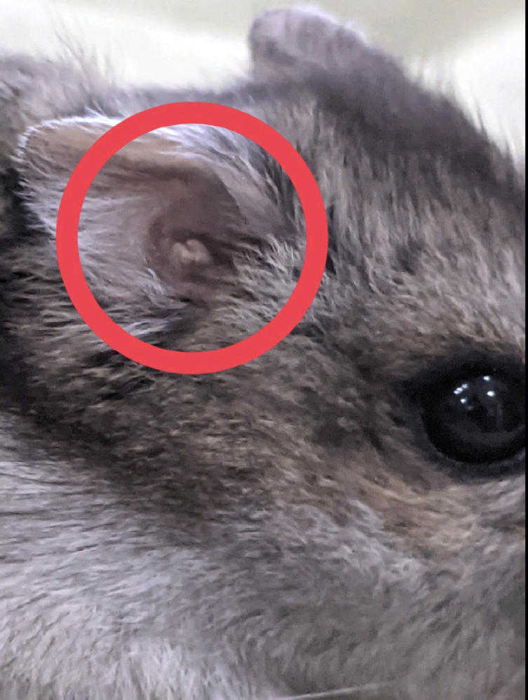 うさぎの死に際を見た事がある人に質問です 私の友人がうさぎを飼っていて数 Yahoo 知恵袋