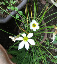 これは何という花でしょうか 少し前にピンク色の細長い小さな花 Yahoo 知恵袋