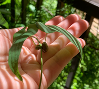 これってムカゴですよね こんな大きなの初めて見たんです Yahoo 知恵袋