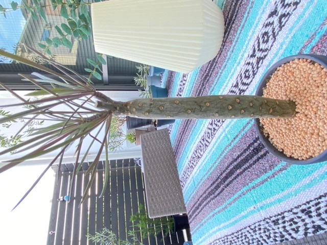 薬剤散布について 紅葉が始まる時期にスミチオンを散布す Yahoo 知恵袋