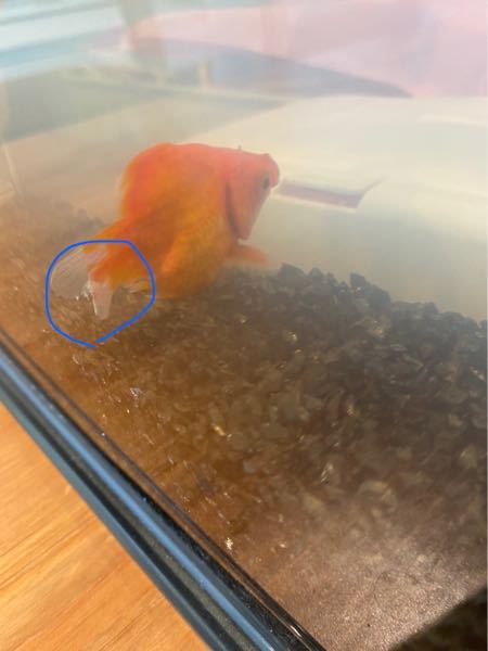 金魚詳しい方 至急です これは尾腐れ病ですか 白雲病ですか Yahoo 知恵袋