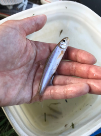 芝川の流入がある公園の池で釣れました この魚は何という魚でしょうか Yahoo 知恵袋