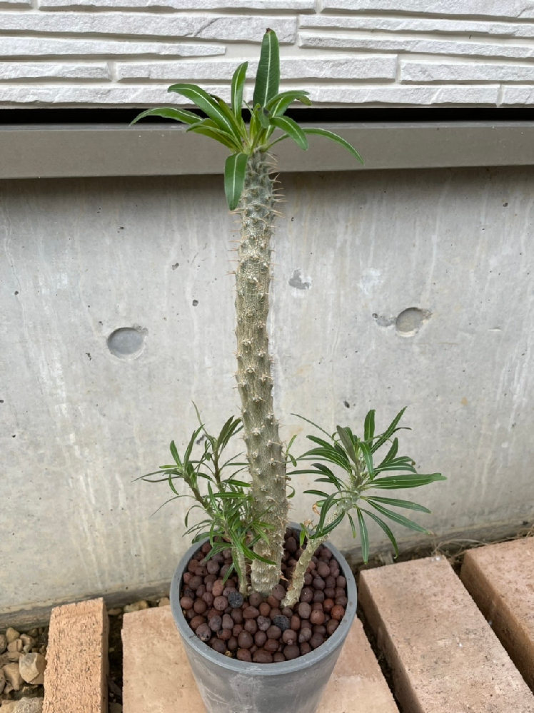 コニファーの植えつけ間隔について質問です ウイチタブルーと Yahoo 知恵袋