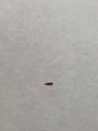 紙類に発生する虫ついて 雑誌や文庫 その他ノート等の紙類全般現在 Yahoo 知恵袋