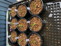 アガベ実生を 今年の6月から初チャレンジしています 場所は兵 Yahoo 知恵袋