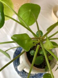 ペペロミオイデスの葉が丸まってしまうのは何故でしょうか 宜しくお願 Yahoo 知恵袋