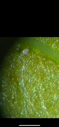 園芸初心者です。鉢植えの山椒の葉裏にいたのですがこの虫は何でしょうか？
40倍顕微鏡とアイホンで撮影しました。
ハダニかアブラムシとかなと思いますがよくわかりません。よろしくお願いします。 