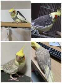 オカメインコの種類 品種 について質問させてください 上 Yahoo 知恵袋