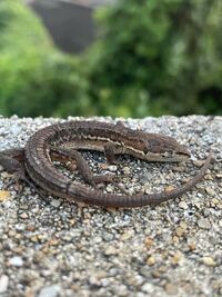 ニホンカナヘビの寿命は 俺のカナヘビ 明後日 海の日 Yahoo 知恵袋