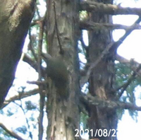 木に止まってる鳥の名前を教えてください、岐阜県米田白山で