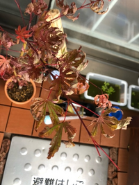 写真の もみじの種類と育て方を教えて下さい ベランダで育てていたチューリッ Yahoo 知恵袋