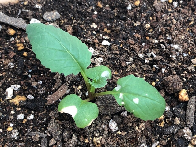 とうもろこしの花粉の保存について 北海道内陸です 本年は日照が例 Yahoo 知恵袋
