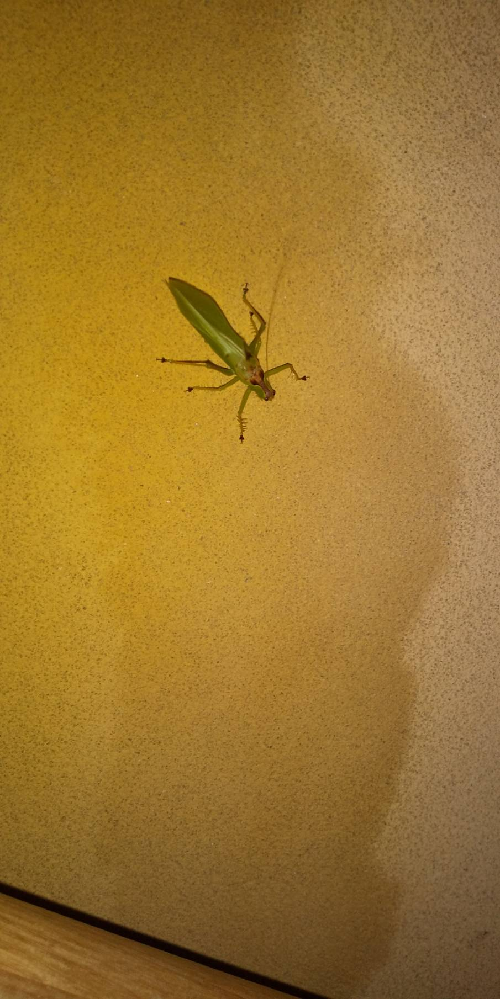 この虫の名前をご教示ください バッタの仲間ぽいですが 夏と言う Yahoo 知恵袋