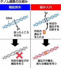ゲノム編集技術に遺伝子を切断し特定の遺伝子だけを機能させない技術というものはありますか？ 拾い画ですが左の図です。この画像を信用してないと言うわけではないですが、あまり調べても見つからなかったので...ゲノム編集ではなく、別の技術なのだとしたらその名称も教えて欲しいです。