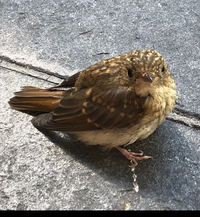 道路に落ちていた可愛い小鳥名前はアオジですかね 野鳥に詳しい方教えてくだ Yahoo 知恵袋