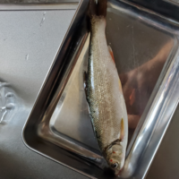 教えていただきたいです 三陸沿岸で 釣った魚です なんと Yahoo 知恵袋