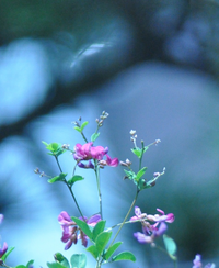 この花の名前を教えて下さい 塀に遮られていて 高さは2mぐらい Yahoo 知恵袋