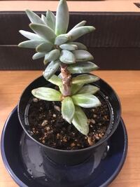 だいぶ放置してしまっていた多肉植物なのですがこれって大丈夫です Yahoo 知恵袋