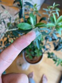 観葉植物としてオリーブを育てていますが 1mm以下の黒い点に見える虫が葉 Yahoo 知恵袋